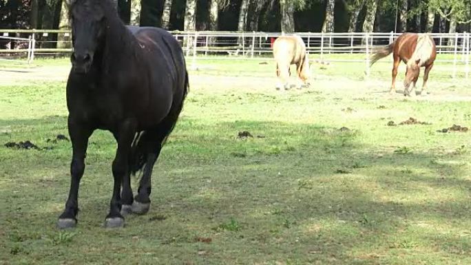 Group of horses eating hay in an arid field on sun