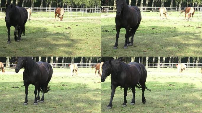 Group of horses eating hay in an arid field on sun