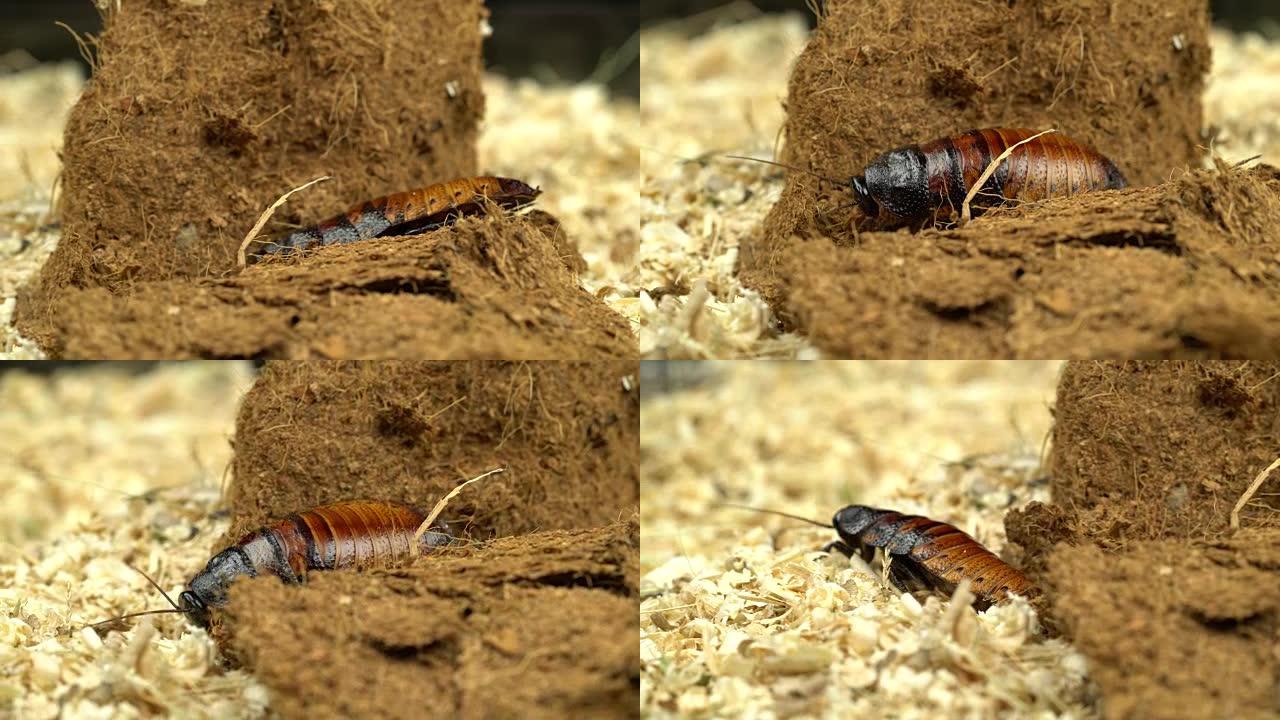 马达加斯加蟑螂在木屑中爬行。特写。黑色背景
