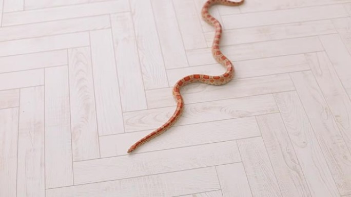 橙色的蛇慢慢地在地板上爬行。