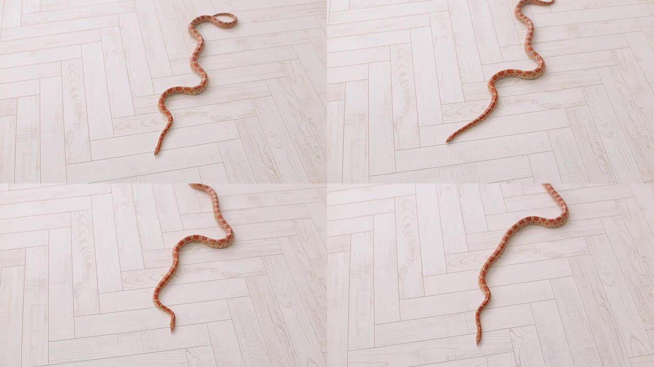 橙色的蛇慢慢地在地板上爬行。