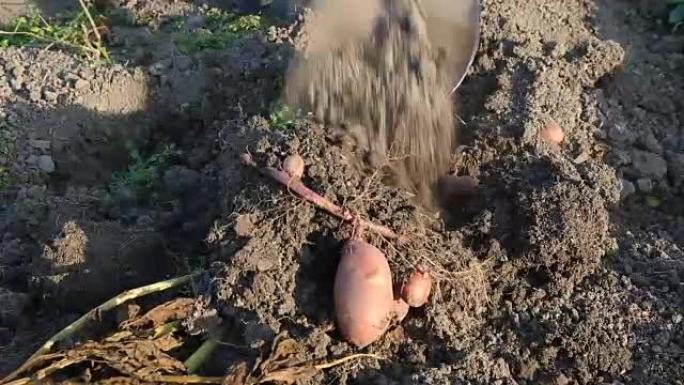 在户外用铲子挖新鲜土豆