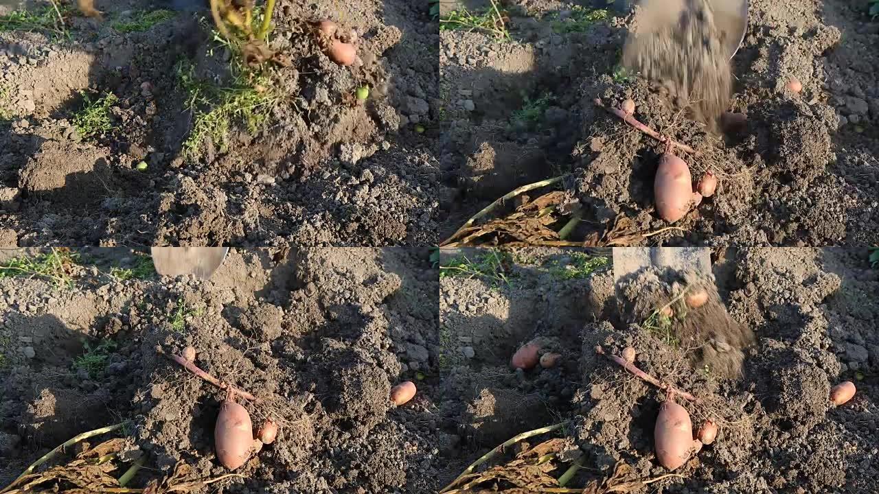 在户外用铲子挖新鲜土豆