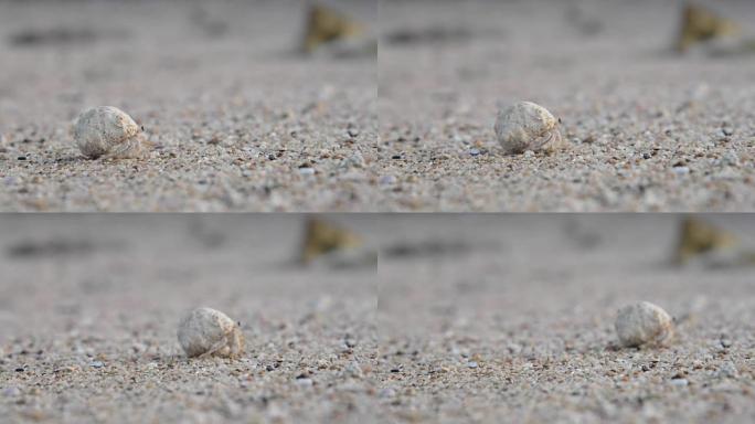 软体动物在海中沿着沙子爬行
