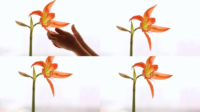 Amaryllis flower in blossom and child's hands