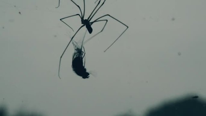 蜘蛛吃苍蝇的可怕血淋淋的镜头