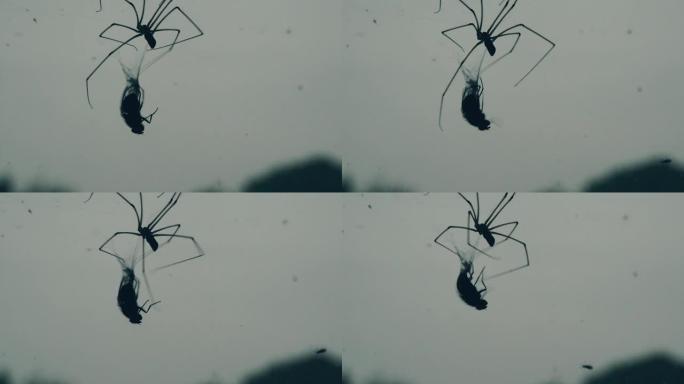蜘蛛吃苍蝇的可怕血淋淋的镜头