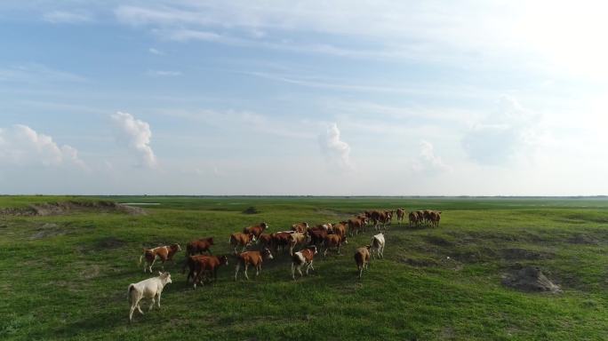 草原牛群畜牧