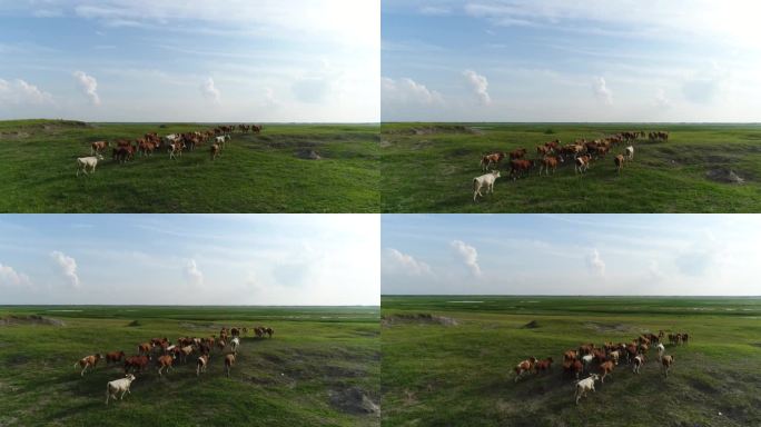 草原牛群畜牧