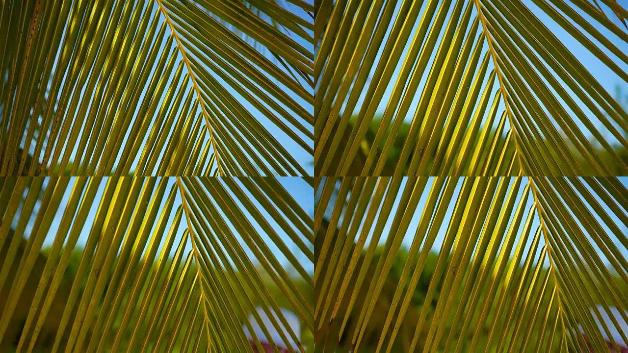 驱魔岛绿色棕榈叶的线条和纹理