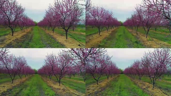 田野中果树开花的空中日出视图。桃树