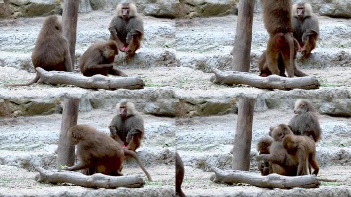 狒狒互相玩耍和战斗