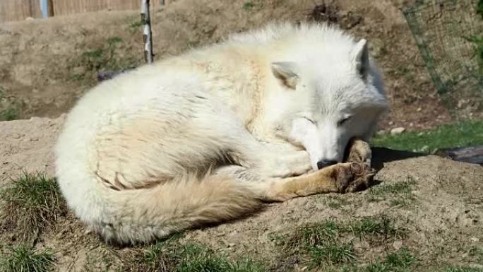 北极狼 (Canis lupus arctos)，又称梅尔维尔岛狼。狼休息了。