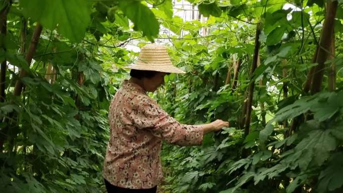 苦瓜种植蔬菜苦瓜大棚蔬菜绿色蔬菜切苦瓜