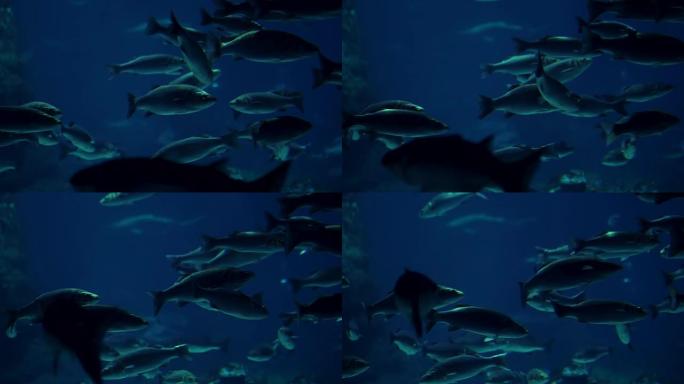 在蓝色海洋中游泳的热带鱼的潜水底视图。黑暗的水柱里有很多大鱼。海洋动物。慢动作