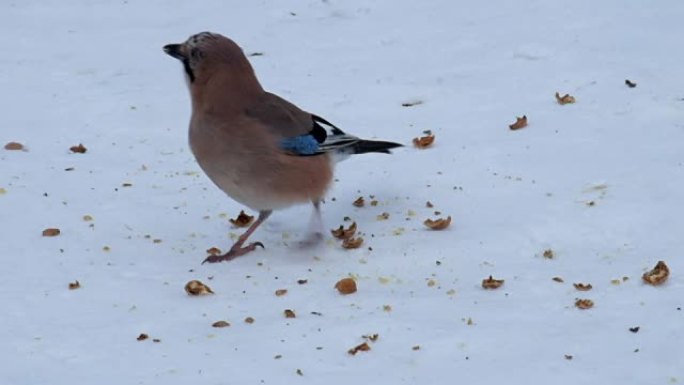 欧亚杰伊从躺在雪地上的碎核桃中吃纸浆 (Garrulus glandarius)