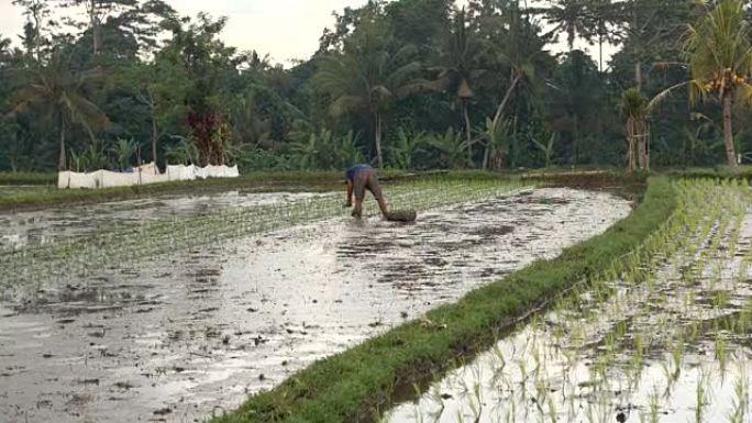 农民种植水稻