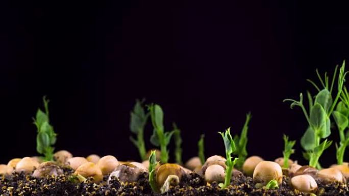 豌豆豆在黑色背景上发芽
