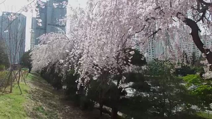 韩国釜山海云台樱桃之春路，亚洲