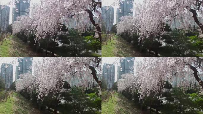 韩国釜山海云台樱桃之春路，亚洲
