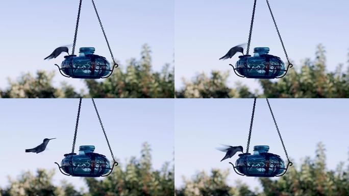 紫罗兰色皇冠蜂鸟在喂食器上飞行，进食和吞咽