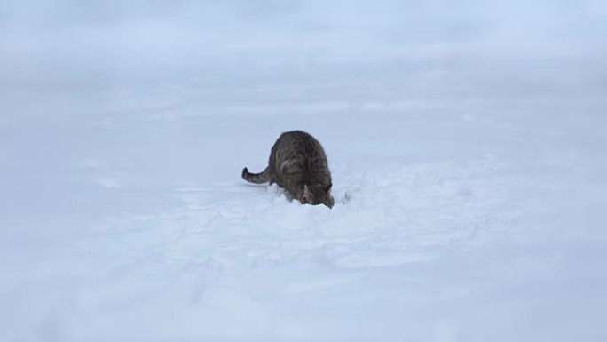 一只灰色的无家可归的猫把它的头藏在雪地里。他吃东西、玩耍或捕捉猎物