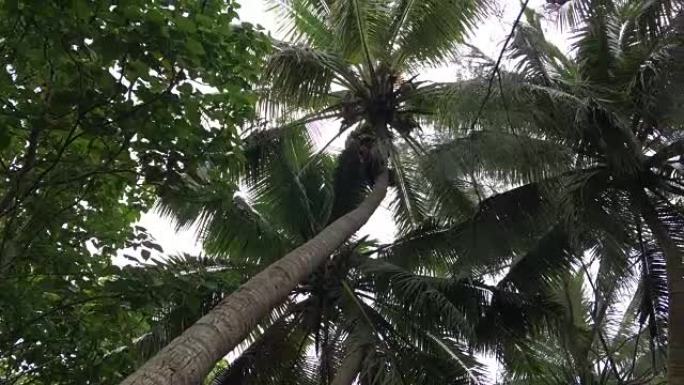 太平洋岛民男子从椰子棕榈树上收集椰子