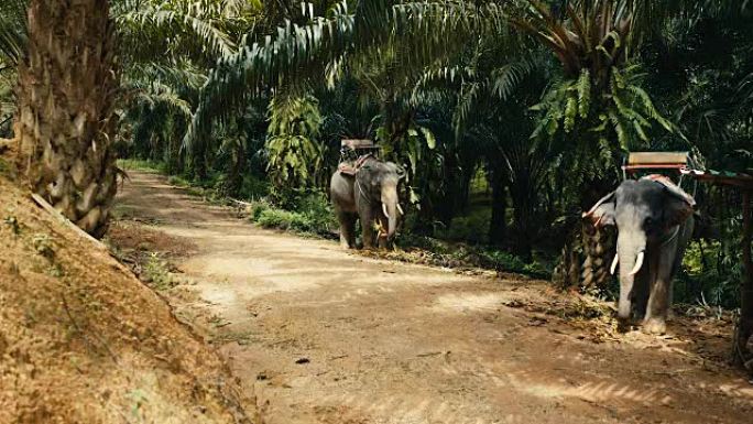 丛林树荫下的两只亚洲象