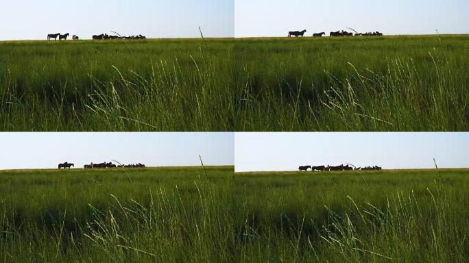 草原草地上的牧马