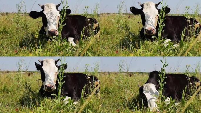 不寻常的漆成白色的黑牛躺在草丛中咀嚼