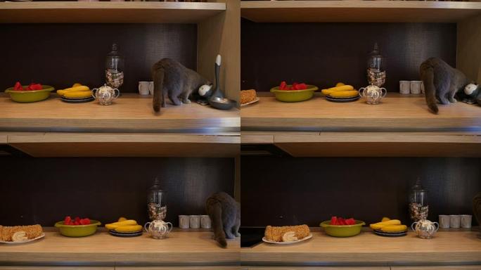 在厨房的桌子上看到食物和猫。多莉