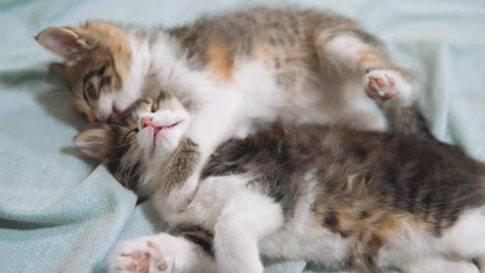 白色的两只小猫玩耍睡觉互相咬。两只有趣的咬人打架顽皮的小猫咪互相玩耍。两只小猫a是睡觉的宠物。小猫生
