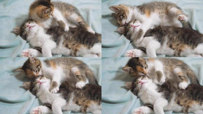 白色的两只小猫玩耍睡觉互相咬。两只有趣的咬人打架顽皮的小猫咪互相玩耍。两只小猫a是睡觉的宠物。小猫生