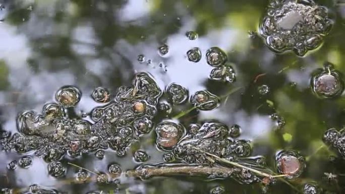 落水属的苍蝇在水上奔跑