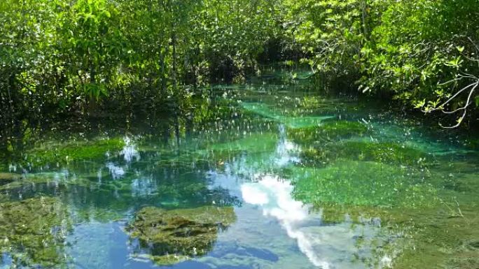 泰国的Tha pom红树林和小溪