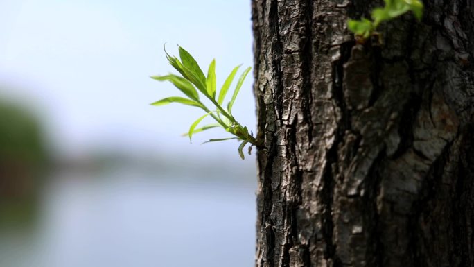 路边老树发新芽  立春 春景 新芽