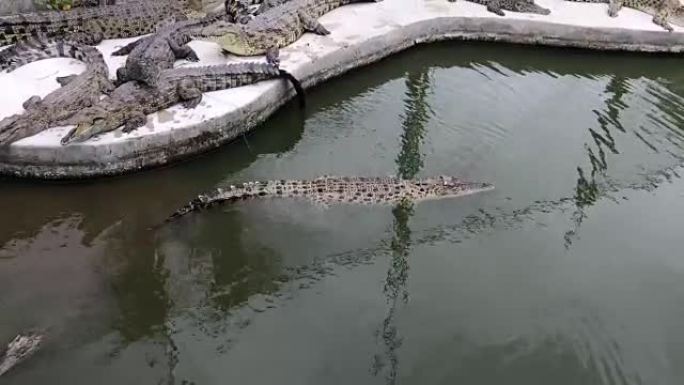 鳄鱼在农场的水泥地板上休息