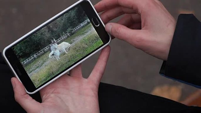 一个年轻人在街上的智能手机上浏览有关动物的幽默视频。