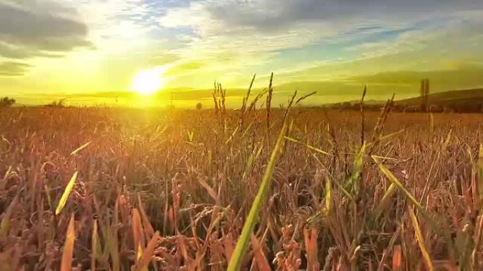 日落时黄色小麦、水稻、ryte田地成熟穗的背景多云橙色天空背景复制农村草地地平线上夕阳光线的空间。丰