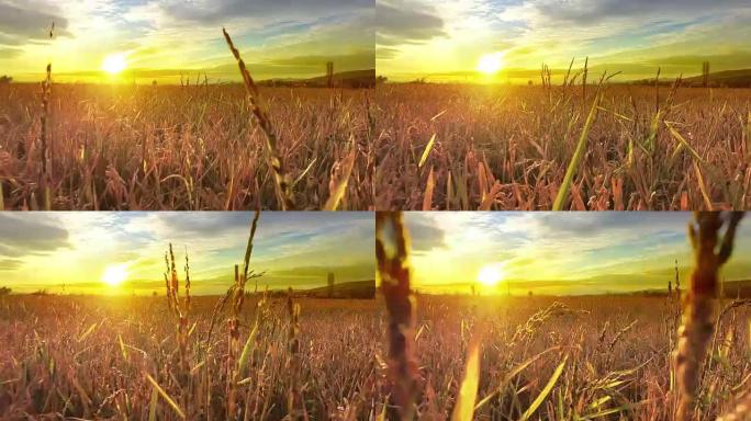日落时黄色小麦、水稻、ryte田地成熟穗的背景多云橙色天空背景复制农村草地地平线上夕阳光线的空间。丰