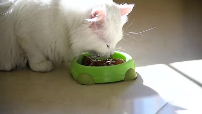 白色蓬松的猫贪婪地从碗里吃东西。