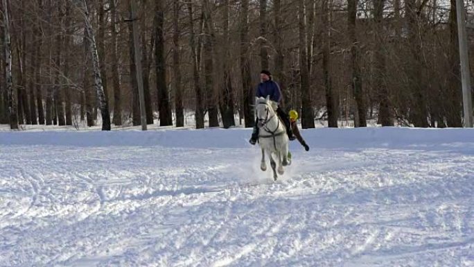 慢动作: 一个女孩骑着马疾驰。一匹马在绳子上拖着一个滑雪者。滑雪者在雪堆中骑在滑雪板上。女骑师和男滑