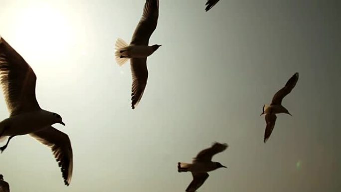 海鸟/海鸥
