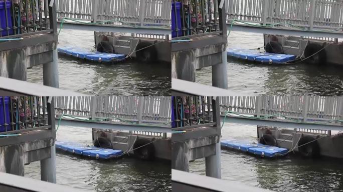 水波接触河里的浮桥