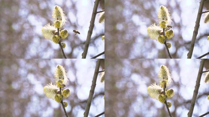 勤劳的蜜蜂在慢动作中从柳絮中收集蜂蜜的花蜜