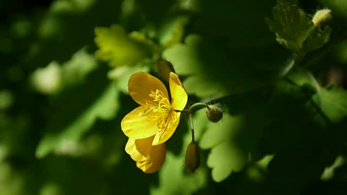 大蛇舌草。春天，大白屈菜的蓬松黄花在模糊的背景上。视频镜头高清静态摄像机