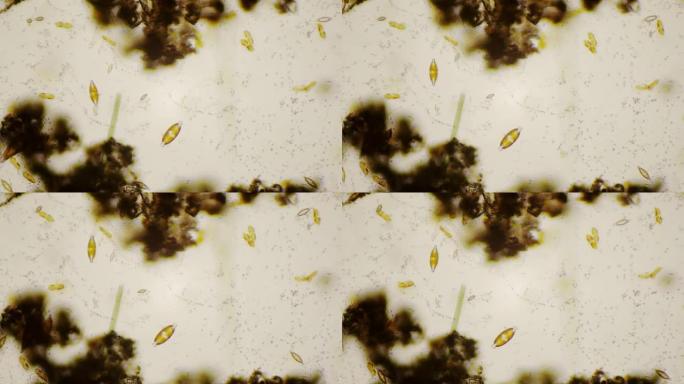 4k显微镜下的淡水硅藻