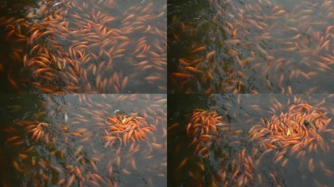 花式鲤鱼或锦鲤鱼在汕头中山公园花园游泳