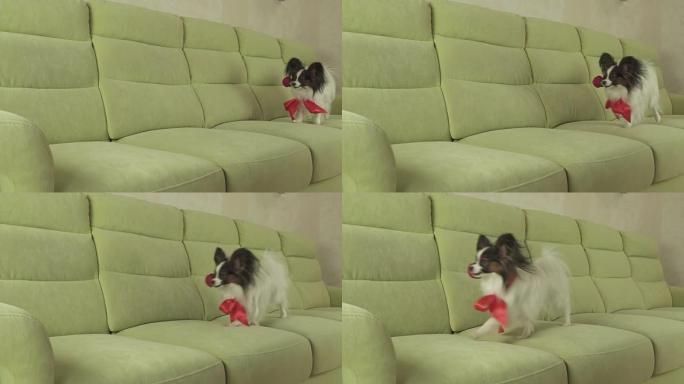 狗Papillon在情人节的时候嘴里含着红玫瑰，慢动作素材视频