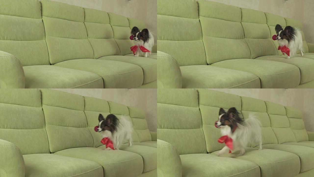 狗Papillon在情人节的时候嘴里含着红玫瑰，慢动作素材视频